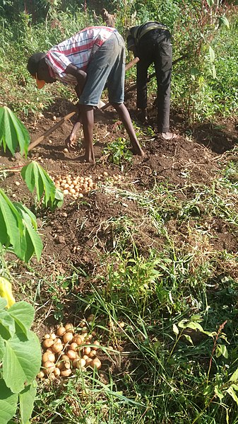 File:Digging in Uganda.jpg