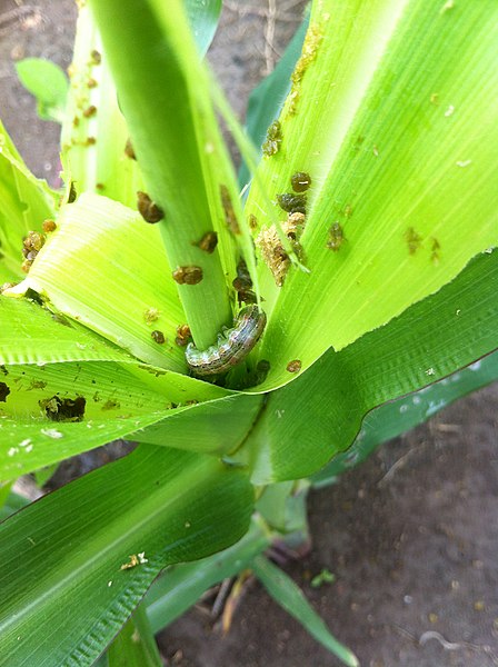 File:Attacked maize badly eaten.jpg